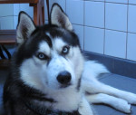Lucca,husky reu van 2 jr, heeft last van jeuk. Naast Efavet krijgt hij nu ook Huisstofmijt (homeopatisch middel) mee.